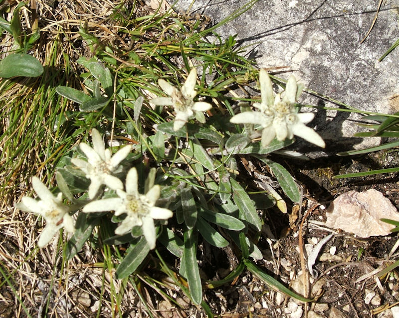 Edelweiss